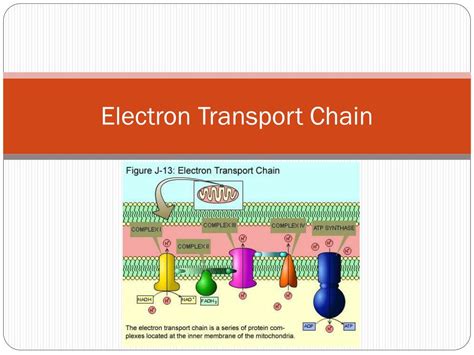 electron transport chain slideshare|electron transport chain ppt.